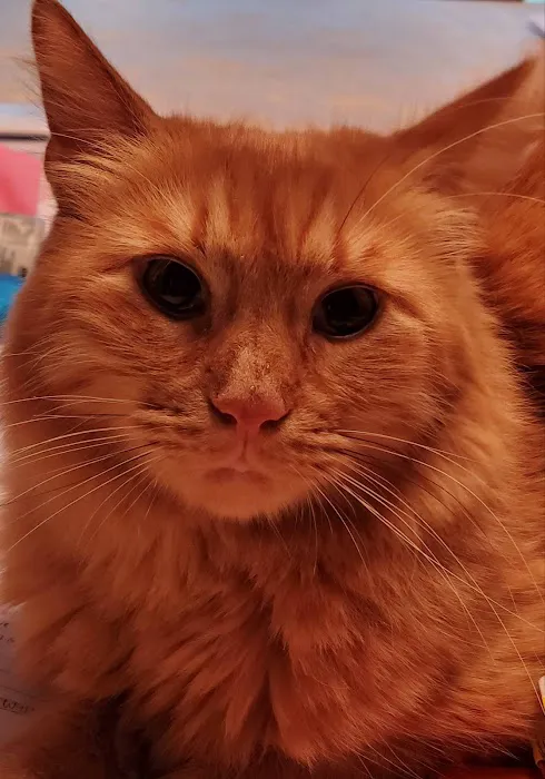 Buena Vista Road Animal Hospital Picture 6