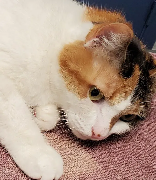 Buena Vista Road Animal Hospital Picture 4