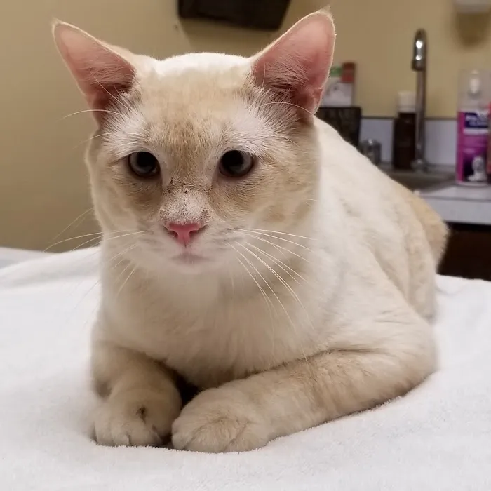 Buena Vista Road Animal Hospital Picture 8