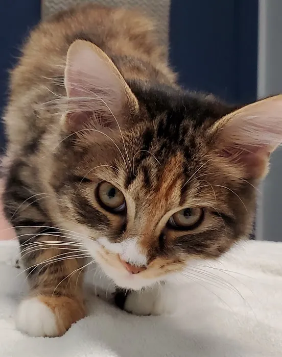 Buena Vista Road Animal Hospital Picture 7