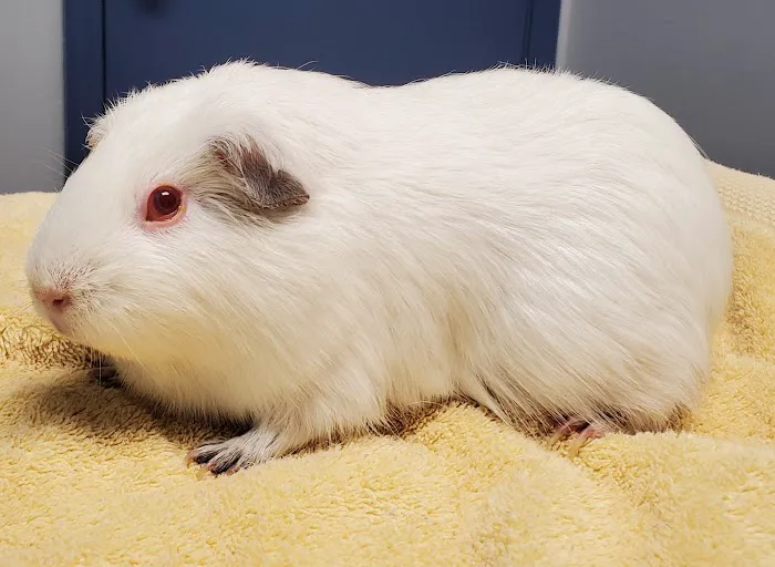 Buena Vista Road Animal Hospital Picture 9