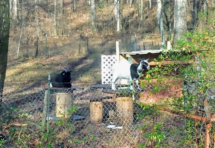 Phenix Animal Hospital Picture 2