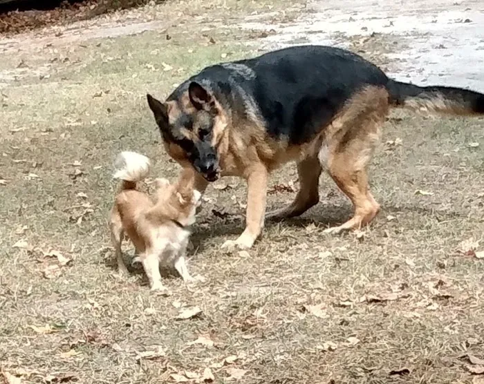 Phenix Animal Hospital Picture 1