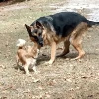 Phenix Animal Hospital ico