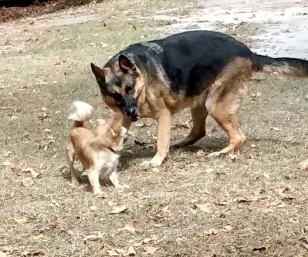 Phenix Animal Hospital