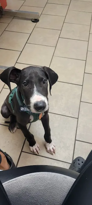 Phenix Animal Hospital Picture 4