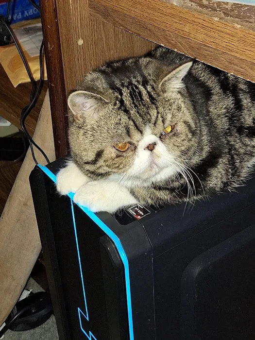 Phenix Animal Hospital Picture 5