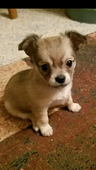 Phenix Animal Hospital Picture 10