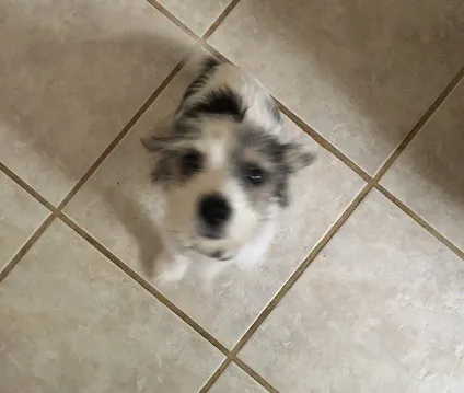 Phenix Animal Hospital Picture 8