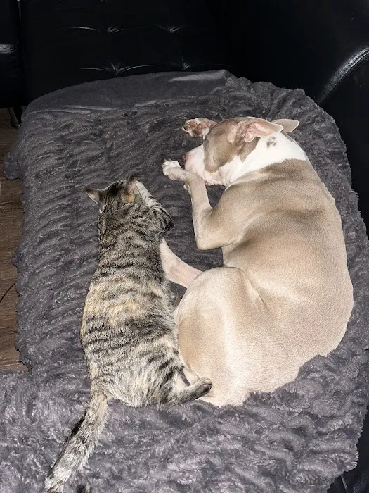 Sharp Animal Hospital Picture 1