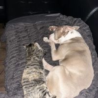 Sharp Animal Hospital ico