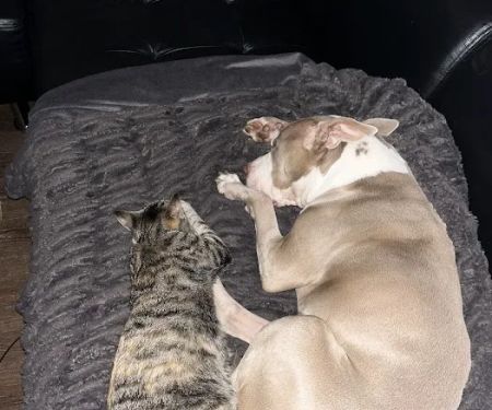 Sharp Animal Hospital