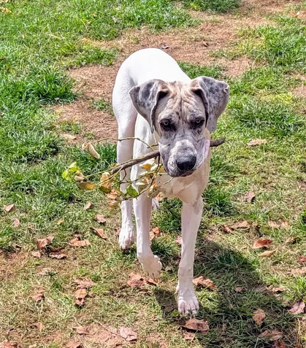 Sharp Animal Hospital Picture 5