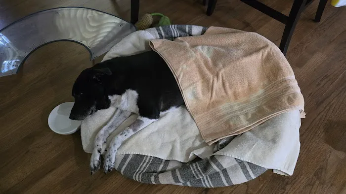 Sharp Animal Hospital Picture 3