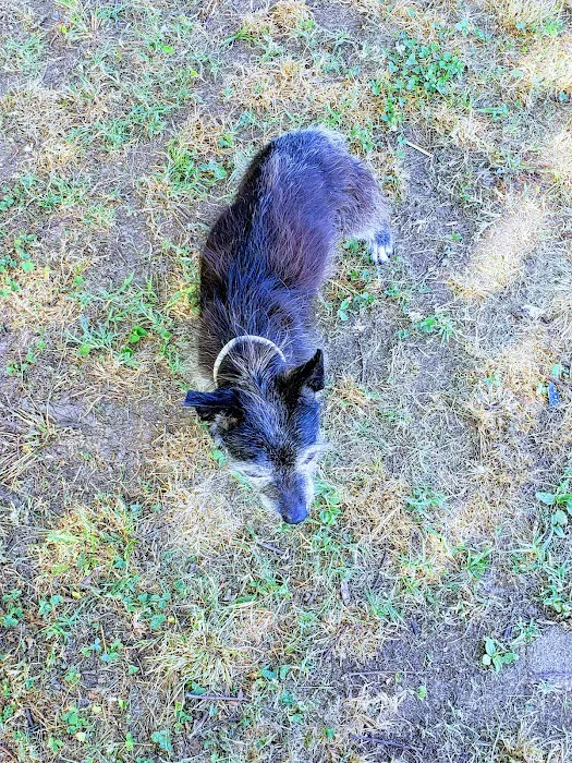 Langford David M DVM Picture 8