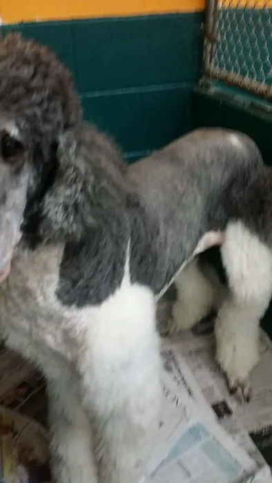 Bessemer McCalla Animal Clinic Picture 2