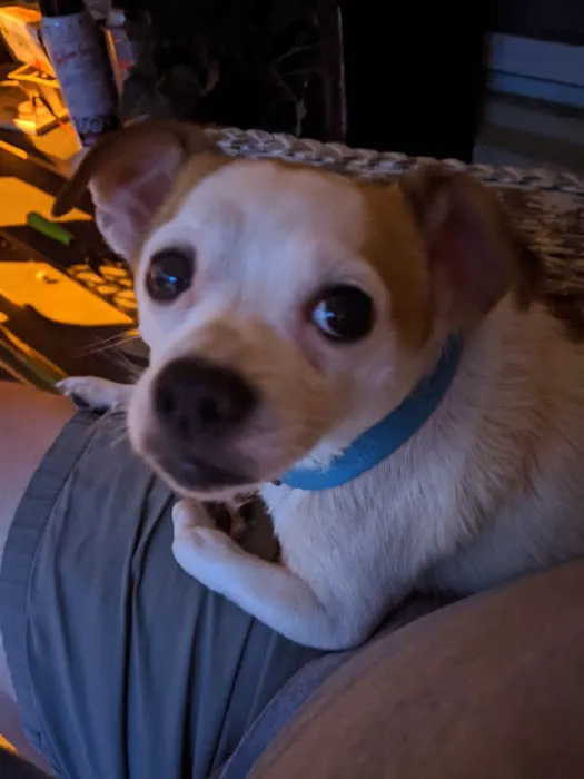 Bessemer McCalla Animal Clinic Picture 1