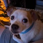 Bessemer McCalla Animal Clinic