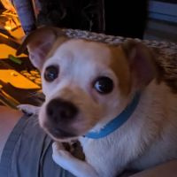 Bessemer McCalla Animal Clinic ico