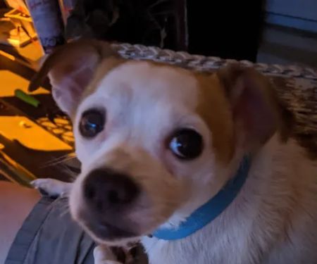 Bessemer McCalla Animal Clinic