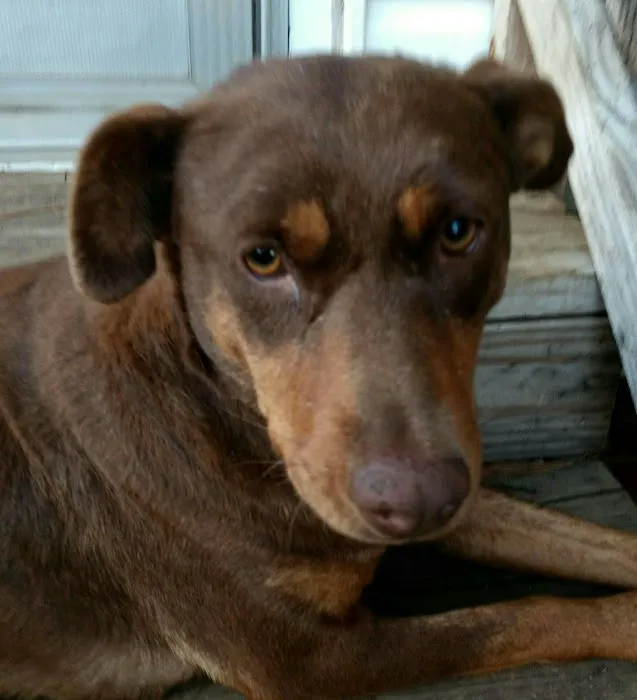 Bessemer McCalla Animal Clinic Picture 6