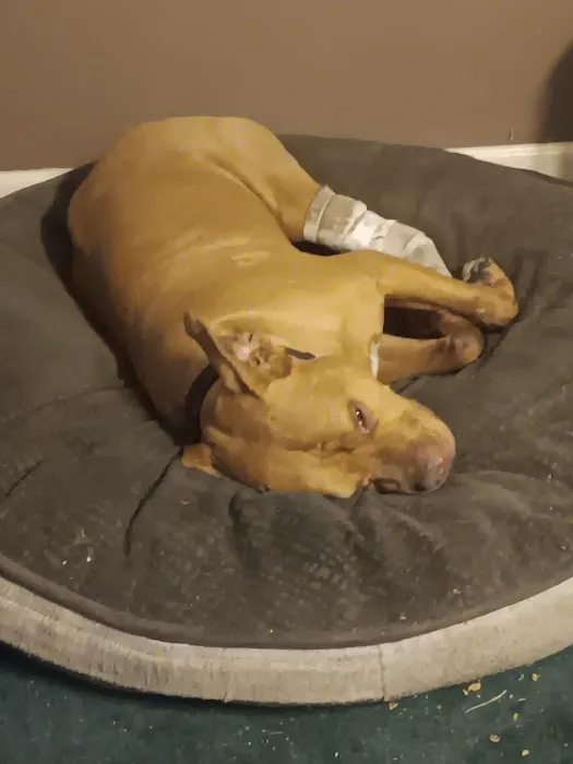 Bessemer McCalla Animal Clinic Picture 7