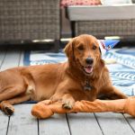 McAdory Veterinary Clinic