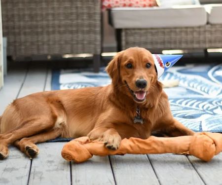 McAdory Veterinary Clinic