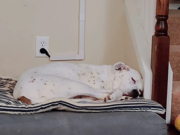 McAdory Veterinary Clinic Picture 5