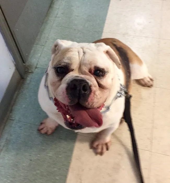 Bessemer Pet Clinic Picture 1