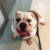 Bessemer Pet Clinic ico