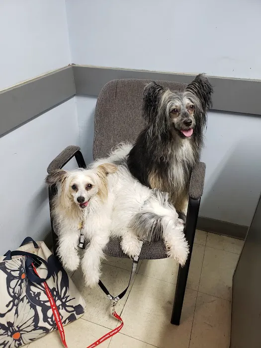 Bessemer Pet Clinic Picture 3