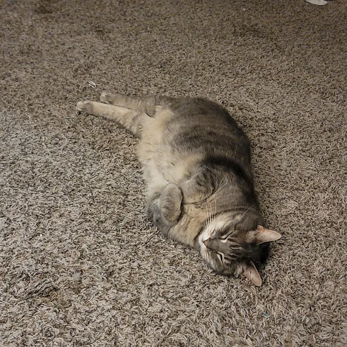 Bessemer Pet Clinic Picture 2