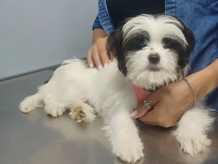 Bessemer Pet Clinic Picture 4