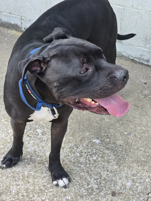 Bessemer Pet Clinic Picture 7