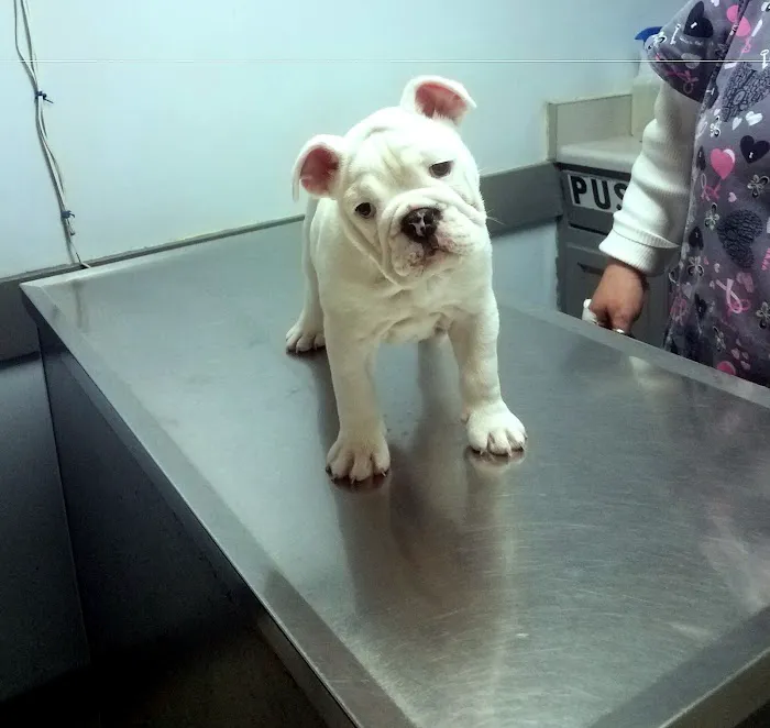 Bessemer Pet Clinic Picture 8