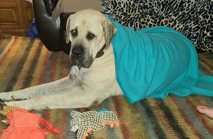 Bessemer Pet Clinic Picture 9