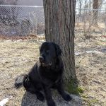 Pet Medical Center of Urbandale