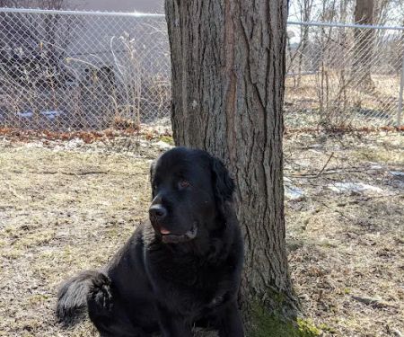 Pet Medical Center of Urbandale