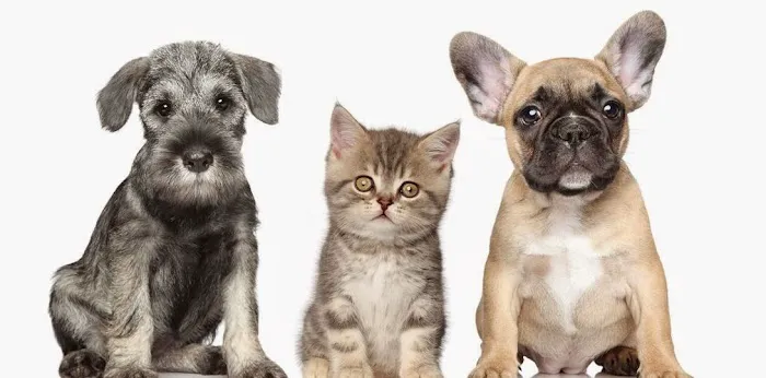 Pet Medical Center of Urbandale Picture 5