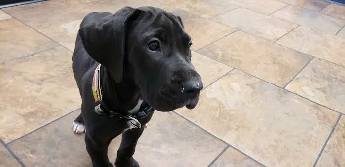 Pet Medical Center of Urbandale Picture 7