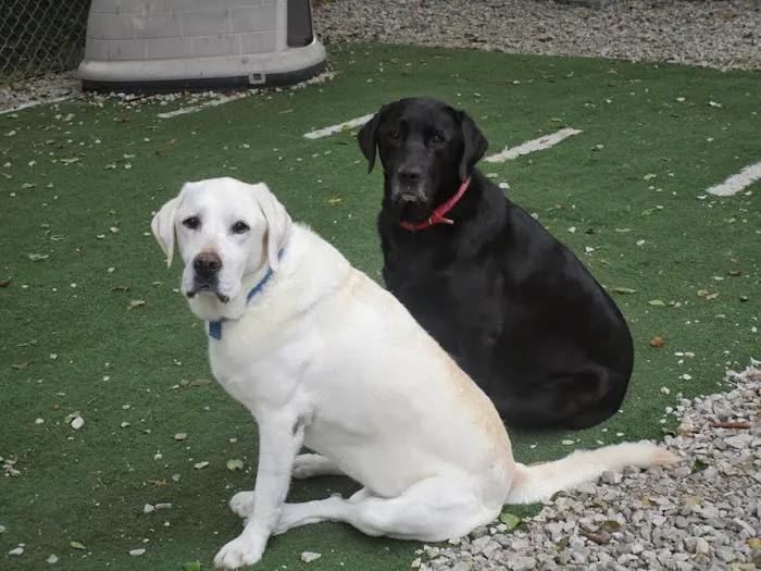 Urban Pet Hospital And Resort Picture 1