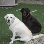 Urban Pet Hospital And Resort