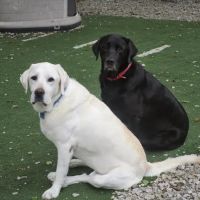 Urban Pet Hospital And Resort ico