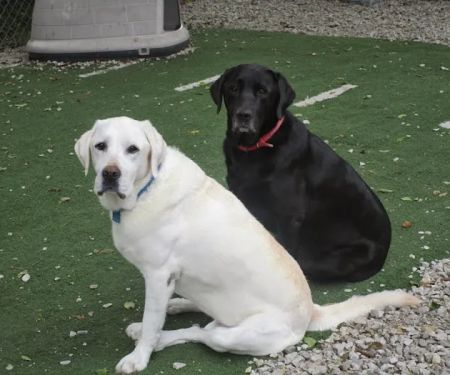 Urban Pet Hospital And Resort