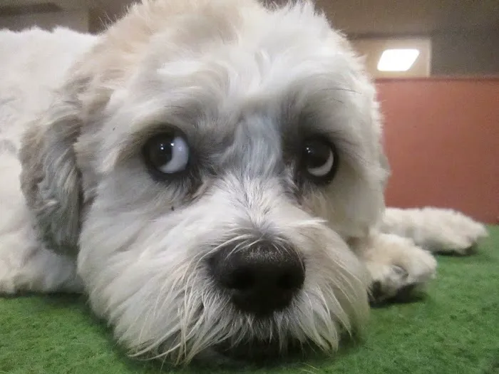 Urban Pet Hospital And Resort Picture 6