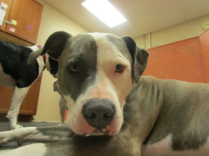 Urban Pet Hospital And Resort Picture 5