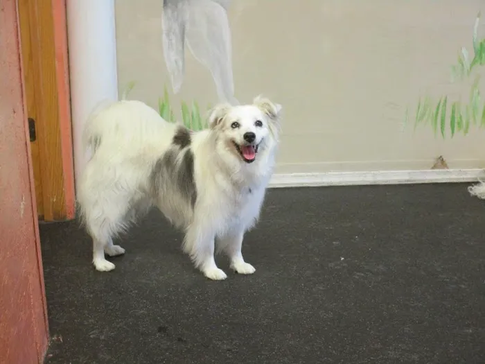 Urban Pet Hospital And Resort Picture 3