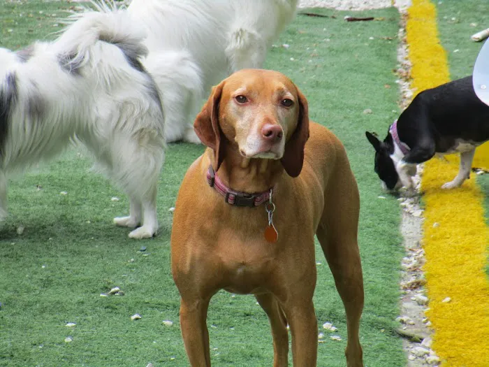 Urban Pet Hospital And Resort Picture 4