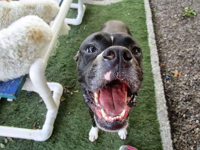 Urban Pet Hospital And Resort Picture 8